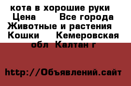 кота в хорошие руки › Цена ­ 0 - Все города Животные и растения » Кошки   . Кемеровская обл.,Калтан г.